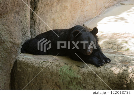 座るツキノワグマ 座るツキノワグマ 122018752