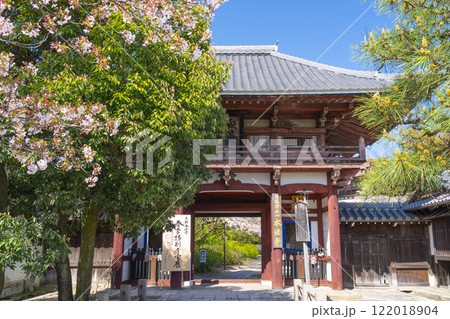 春の京都　本法寺　桜と仁王門 122018904