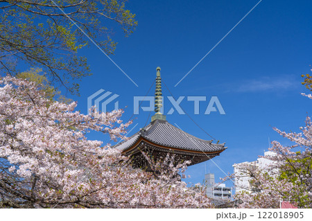 春の京都　本法寺　桜に包まれた多宝塔 122018905