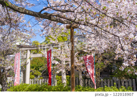 春の京都　本法寺　桜に包まれた摩利支尊天堂 122018907