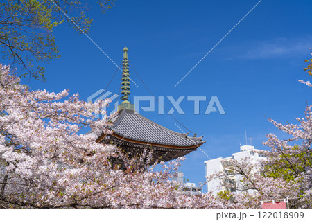 春の京都 本法寺 桜に包まれた多宝塔 春の京都 本法寺 桜に包まれた多宝塔 122018909