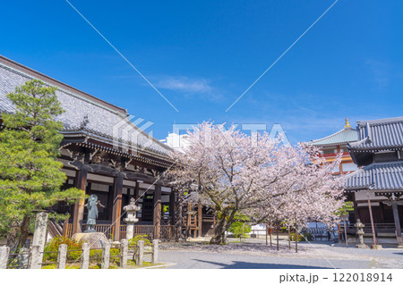 春の京都　本法寺　桜に包まれた本堂 122018914