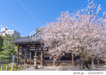 春の京都　本法寺　桜に包まれた本堂 122018915