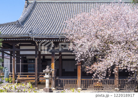 春の京都 本法寺 桜に包まれた本堂 春の京都 本法寺 桜に包まれた本堂 122018917