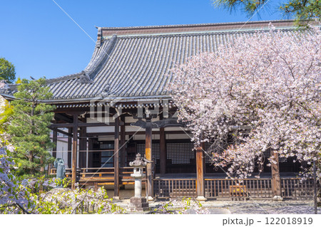 春の京都　本法寺　桜に包まれた本堂 122018919