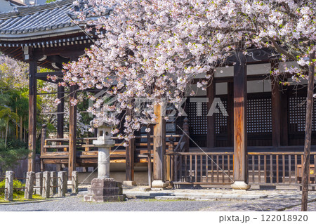 春の京都 本法寺 桜に包まれた本堂 春の京都 本法寺 桜に包まれた本堂 122018920