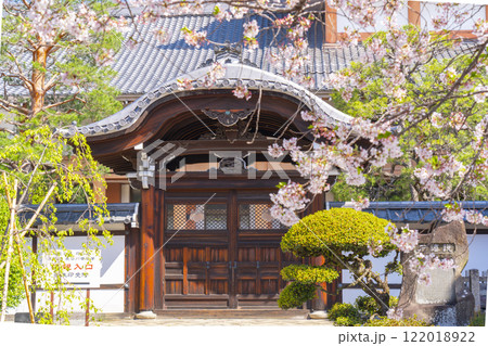 春の京都　本法寺　桜に包まれた唐門 122018922