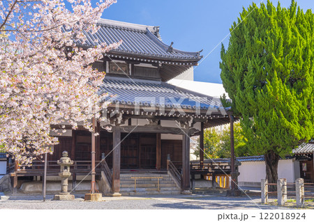 春の京都　本法寺　桜に包まれた開山堂 122018924