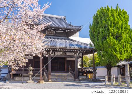 春の京都　本法寺　桜に包まれた開山堂 122018925