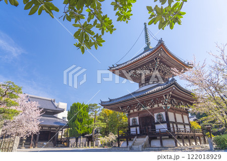 春の京都　本法寺　桜に包まれた開山堂・多宝堂 122018929