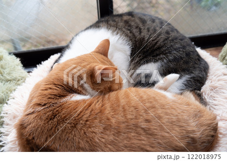 窓辺で眠る二匹の猫 窓辺で眠る二匹の猫 122018975