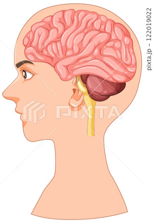 Human Brain Anatomy Side View Illustration Human Brain Anatomy Side View Illustration 122019022