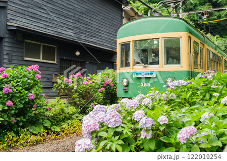 梅雨イメージ～アジサイと江ノ電～ 122019254