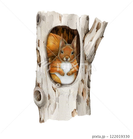 Cute red squirrel hiding in a tree hollow hand drawn illustration. Forest wildlife small animal. Cute fluffy red squirrel sitting i hollow tree vintage style realistic image on white background Cute red squirrel hiding in a tree hollow hand drawn illustration. Forest wildlife small animal. Cute fluffy red squirrel sitting i hollow tree vintage style realistic image on white background 122019330
