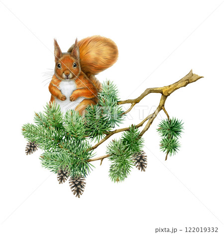 Red squirrel on a pine tree branch hand drawn illustration. Forest wildlife small animal. Cute fluffy red squirrel sitting on a conifer tree twig vintage style realistic image on white background 122019332