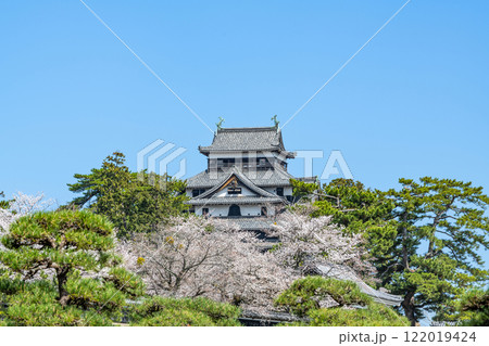 島根県松江市　満開の桜と国宝松江城天守 122019424