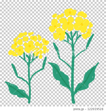 Cute hand drawn rape blossoms 122019528