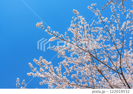満開の桜と青空(春イメージ) 満開の桜と青空(春イメージ) 122019532