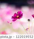 秋桜 122019552