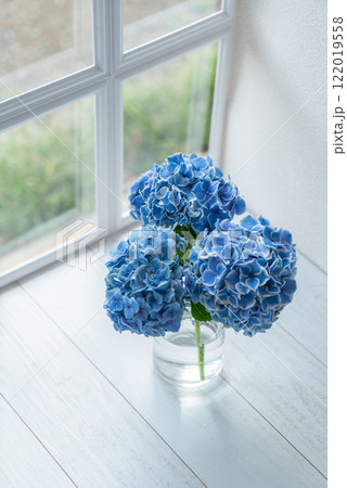 明るい窓際にブルーの紫陽花 明るい窓際にブルーの紫陽花 122019558