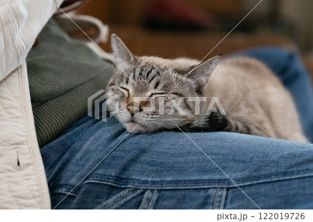 飼い主の上でくつろぐ可愛い猫　シャムトラ猫 122019726