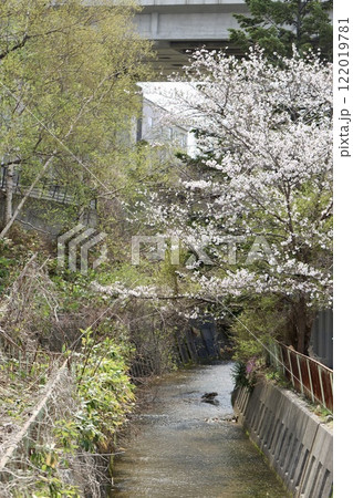 住宅街を流れる春の望月寒川 札幌市の小さな川 住宅街を流れる春の望月寒川 札幌市の小さな川 122019781