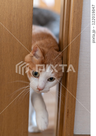 ドアの隙間から覗く猫 茶トラ白 ドアの隙間から覗く猫 茶トラ白 122019847