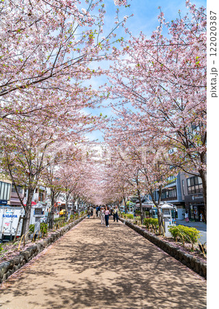 【神奈川県】鎌倉の段葛を彩る綺麗な桜並木 122020387