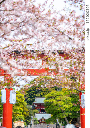 【神奈川県】鎌倉の段葛を彩る綺麗な桜 【神奈川県】鎌倉の段葛を彩る綺麗な桜 122020393
