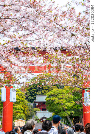 【神奈川県】鎌倉の段葛を彩る綺麗な桜 【神奈川県】鎌倉の段葛を彩る綺麗な桜 122020394