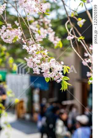 【神奈川県】鎌倉にひっそりと咲く枝垂桜 122020399