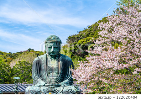 【神奈川県】美しい桜と鎌倉の大仏 122020404