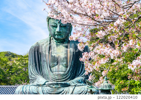 【神奈川県】美しい桜と鎌倉の大仏 122020410