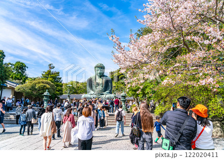 【神奈川県】美しい桜と鎌倉の大仏 【神奈川県】美しい桜と鎌倉の大仏 122020411