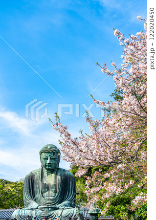 【神奈川県】美しい桜と鎌倉の大仏 【神奈川県】美しい桜と鎌倉の大仏 122020450