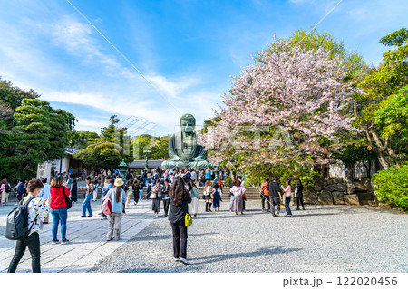 【神奈川県】美しい桜と鎌倉の大仏 122020456