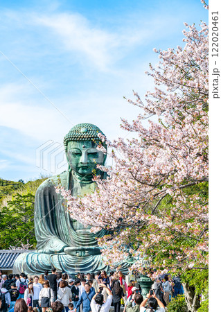【神奈川県】美しい桜と鎌倉の大仏 122020461