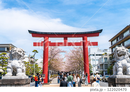 【神奈川県】鎌倉の段葛を彩る綺麗な桜並木 【神奈川県】鎌倉の段葛を彩る綺麗な桜並木 122020470
