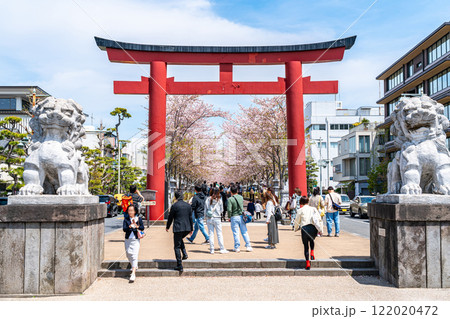 【神奈川県】鎌倉の段葛を彩る綺麗な桜並木 【神奈川県】鎌倉の段葛を彩る綺麗な桜並木 122020472