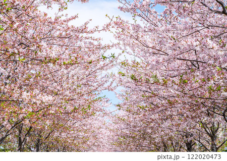 【神奈川県】鎌倉の段葛を彩る綺麗な桜並木 【神奈川県】鎌倉の段葛を彩る綺麗な桜並木 122020473