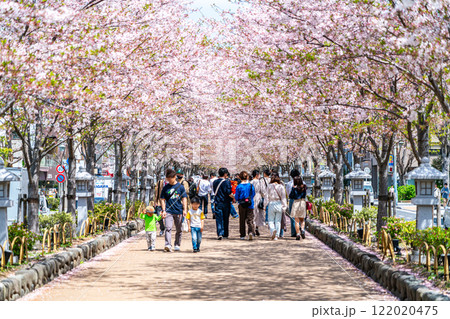【神奈川県】鎌倉の段葛を彩る綺麗な桜並木 122020475