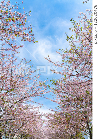 【神奈川県】鎌倉の段葛を彩る綺【神奈川県】鎌倉の段葛を彩る綺麗な桜並木麗な桜並木 122020476