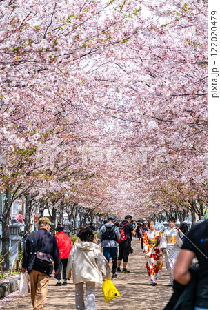 【神奈川県】鎌倉の段葛を彩る綺麗な桜並木 【神奈川県】鎌倉の段葛を彩る綺麗な桜並木 122020479