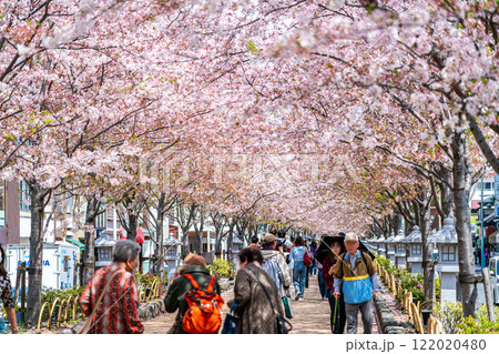 【神奈川県】鎌倉の段葛を彩る綺麗な桜並木 【神奈川県】鎌倉の段葛を彩る綺麗な桜並木 122020480