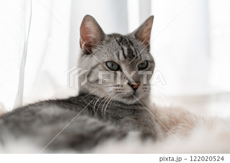 窓辺でくつろぐ猫　サバトラ猫 122020524