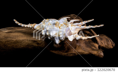 Scorpion Conch Shell on Wood black background Scorpion Conch Shell on Wood black background 122020670