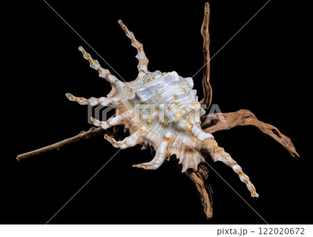 Scorpion Conch Shell on Wood black background 122020672