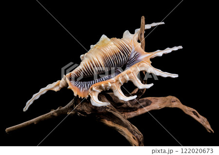 Scorpion Conch Shell on Wood black background Scorpion Conch Shell on Wood black background 122020673