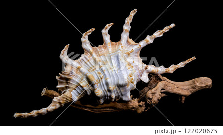 Scorpion Conch Shell on Wood black background Scorpion Conch Shell on Wood black background 122020675