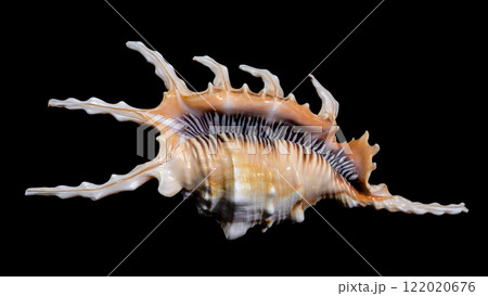Scorpion Conch Shell on Black Background Scorpion Conch Shell on Black Background 122020676